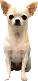 dog02-1